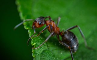 Macro Photography of Red Ant