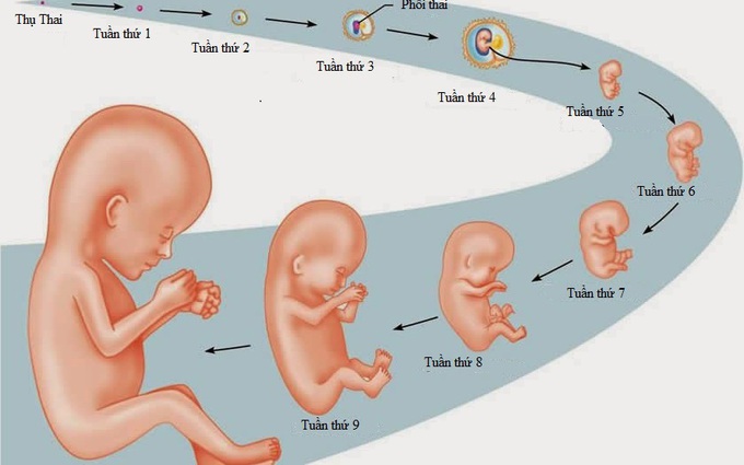3 tháng đầu thai kỳ: Những điều mẹ bầu cần biết để an thai và ăn uống khoa học