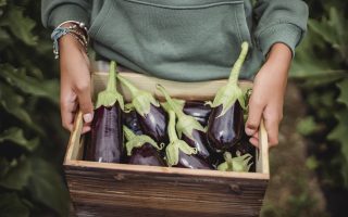 From above of crop anonymous farmer showing wooden container full of shiny eggplants on farmland