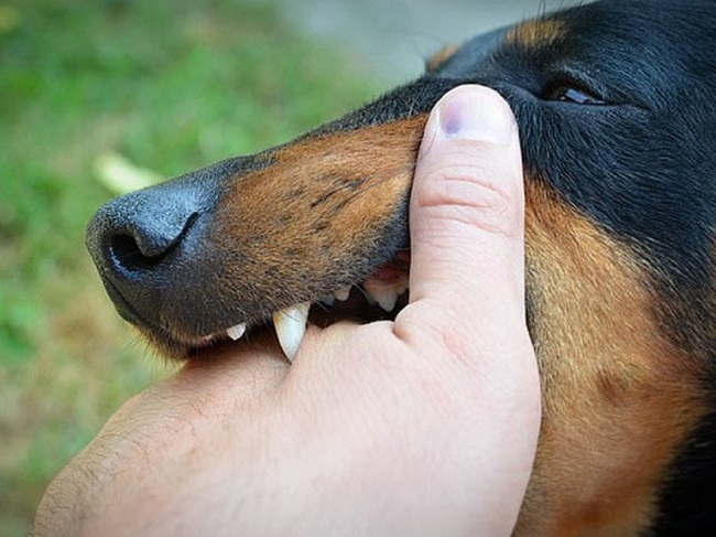 Bị chó cắn: Nguyên nhân, cách xử lý và tiêm phòng dại