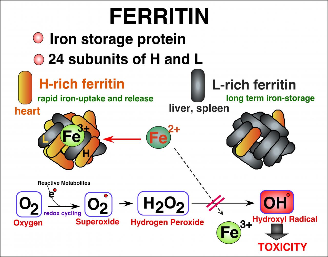 Ferritin là gì và tại sao bạn nên quan tâm đến nó?