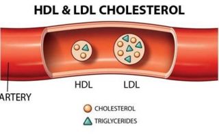 HDL cholesterol là gì? Làm sao để tăng HDL tốt cho tim mạch?
